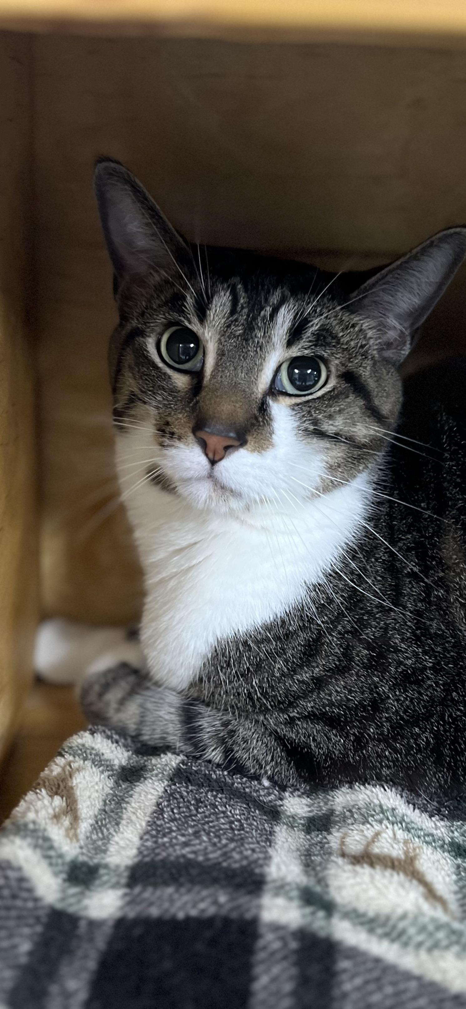 Enlarge Simeon, a ADOPTABLE Domestic Short Hair in Holland, MI image 3/3