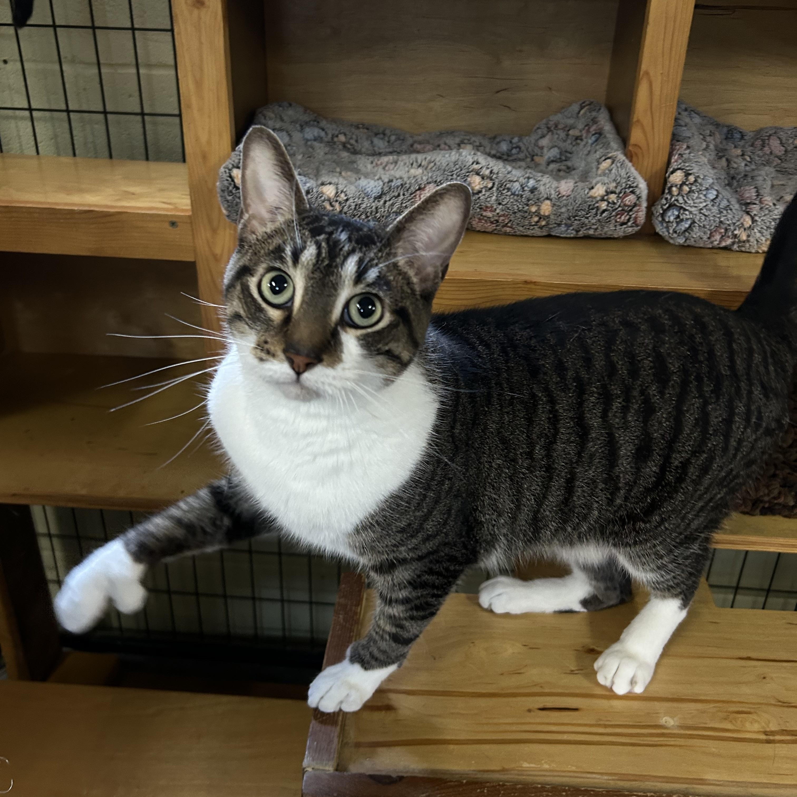Simeon, adoptable, Adult Male Domestic Short Hair.