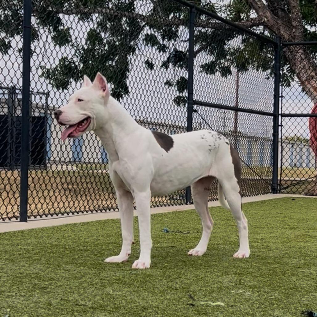 Enlarge Ponta, a Adoptable mixed breed in Bryan, TX image 1/6