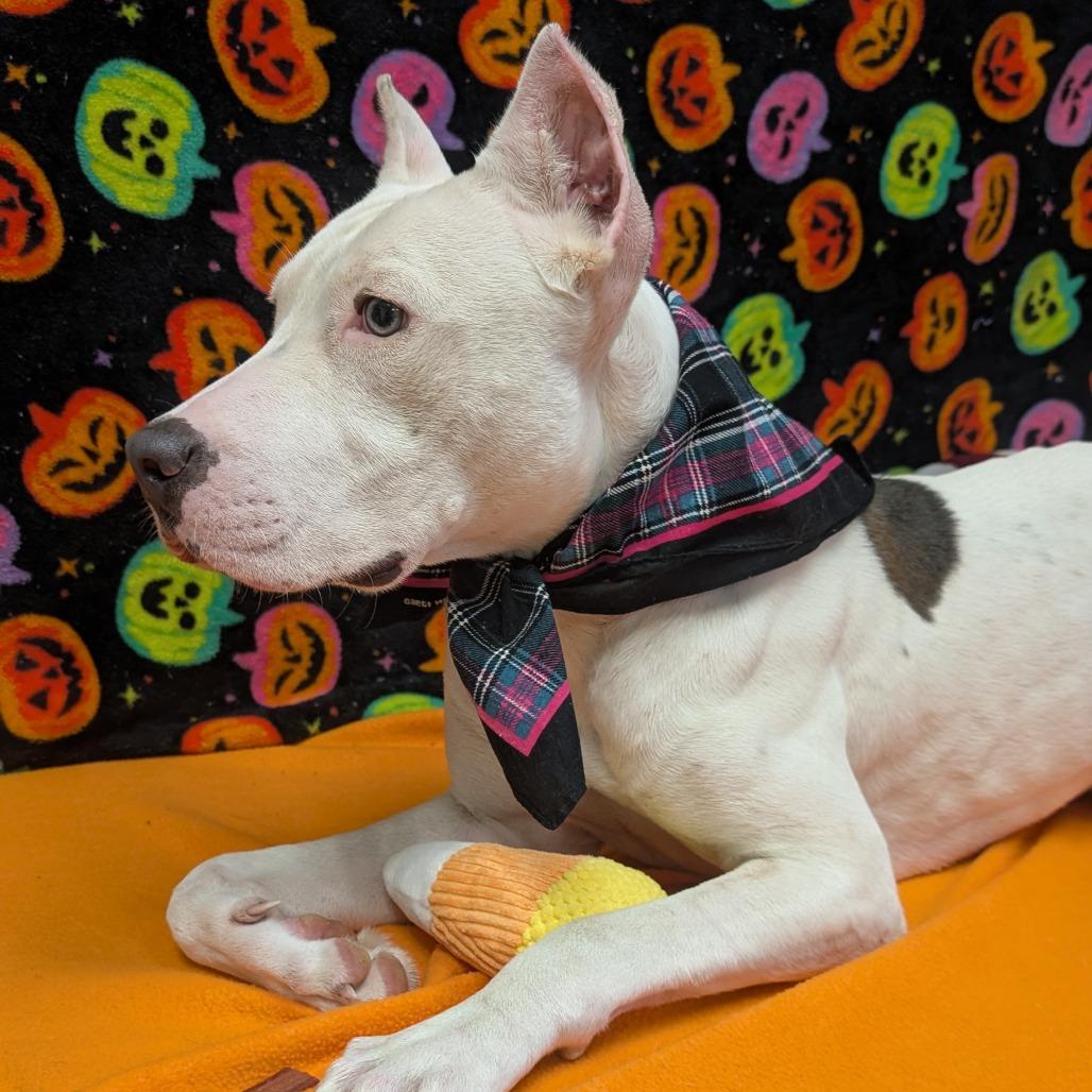 Enlarge Ponta, a Adoptable mixed breed in Bryan, TX image 2/6