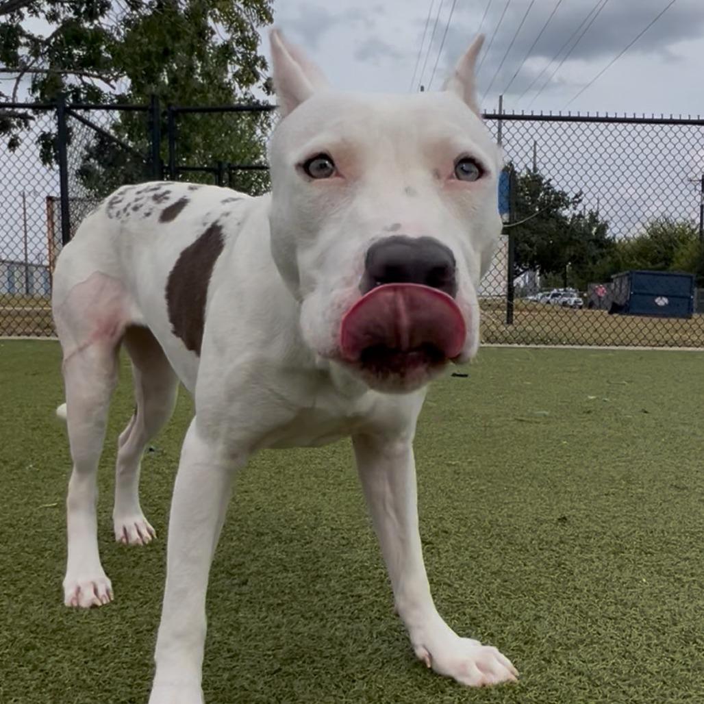 Enlarge Ponta, a Adoptable mixed breed in Bryan, TX image 3/6