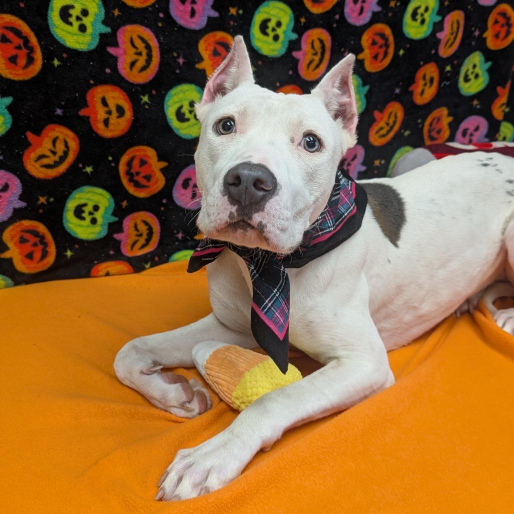 Enlarge Ponta, a Adoptable mixed breed in Bryan, TX image 4/6