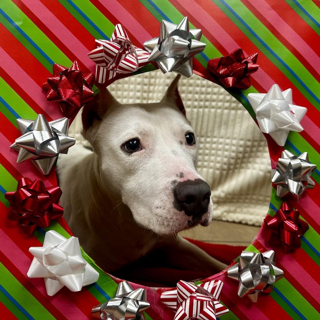 Enlarge Ponta, a Adoptable mixed breed in Bryan, TX image 5/6