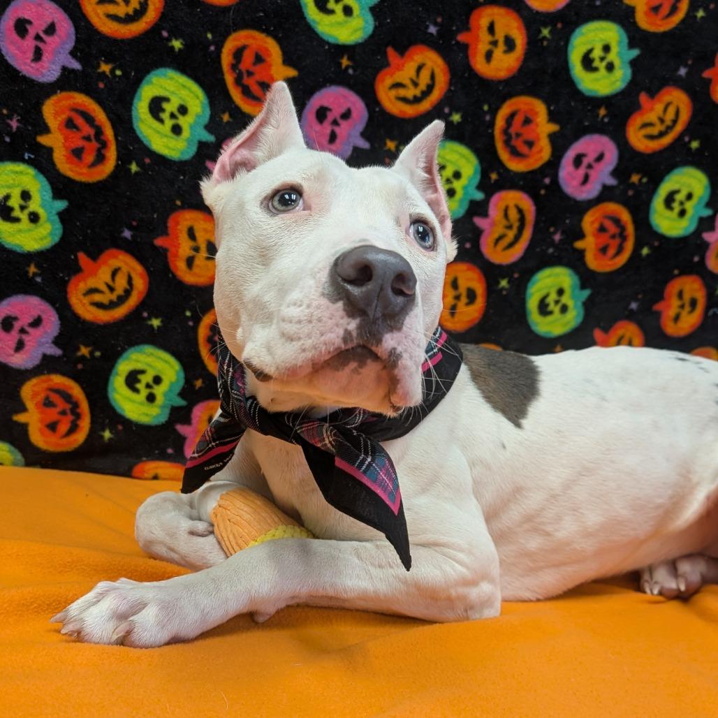 Enlarge Ponta, a Adoptable mixed breed in Bryan, TX image 6/6