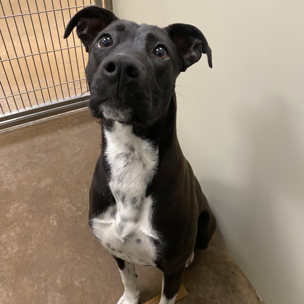 Enlarge Matcha, a Adoptable Mixed Breed in Spokane, WA image 1/6