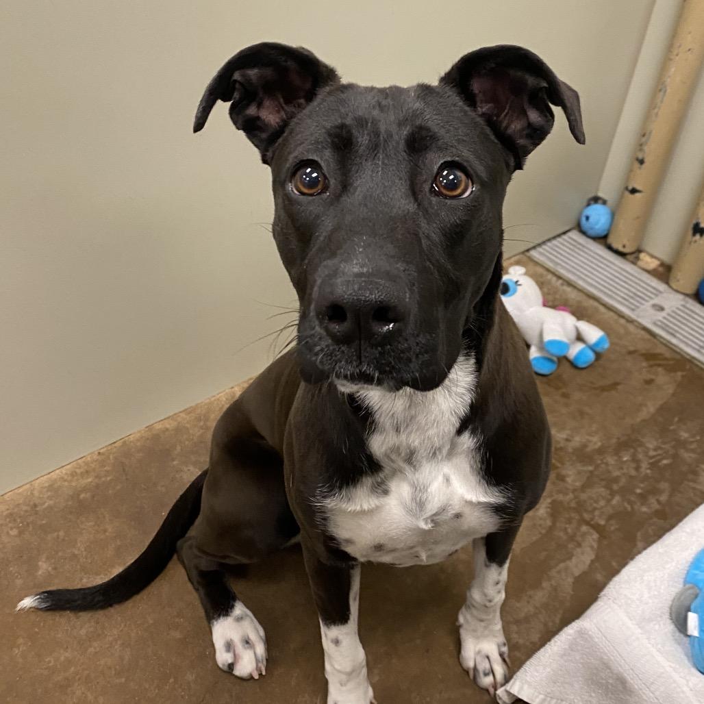 Enlarge Matcha, a Adoptable Mixed Breed in Spokane, WA image 3/6