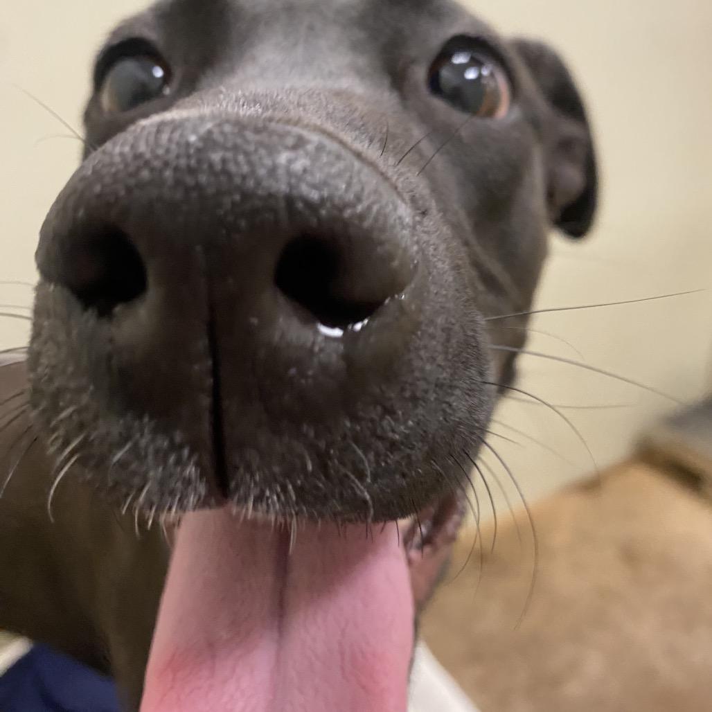 Enlarge Matcha, a Adoptable Mixed Breed in Spokane, WA image 5/6