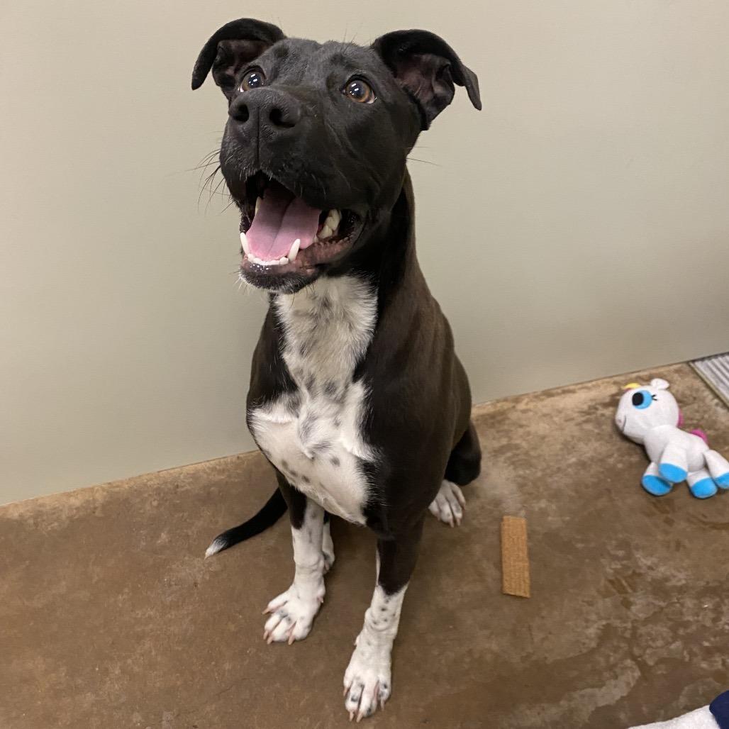 Enlarge Matcha, a Adoptable Mixed Breed in Spokane, WA image 6/6