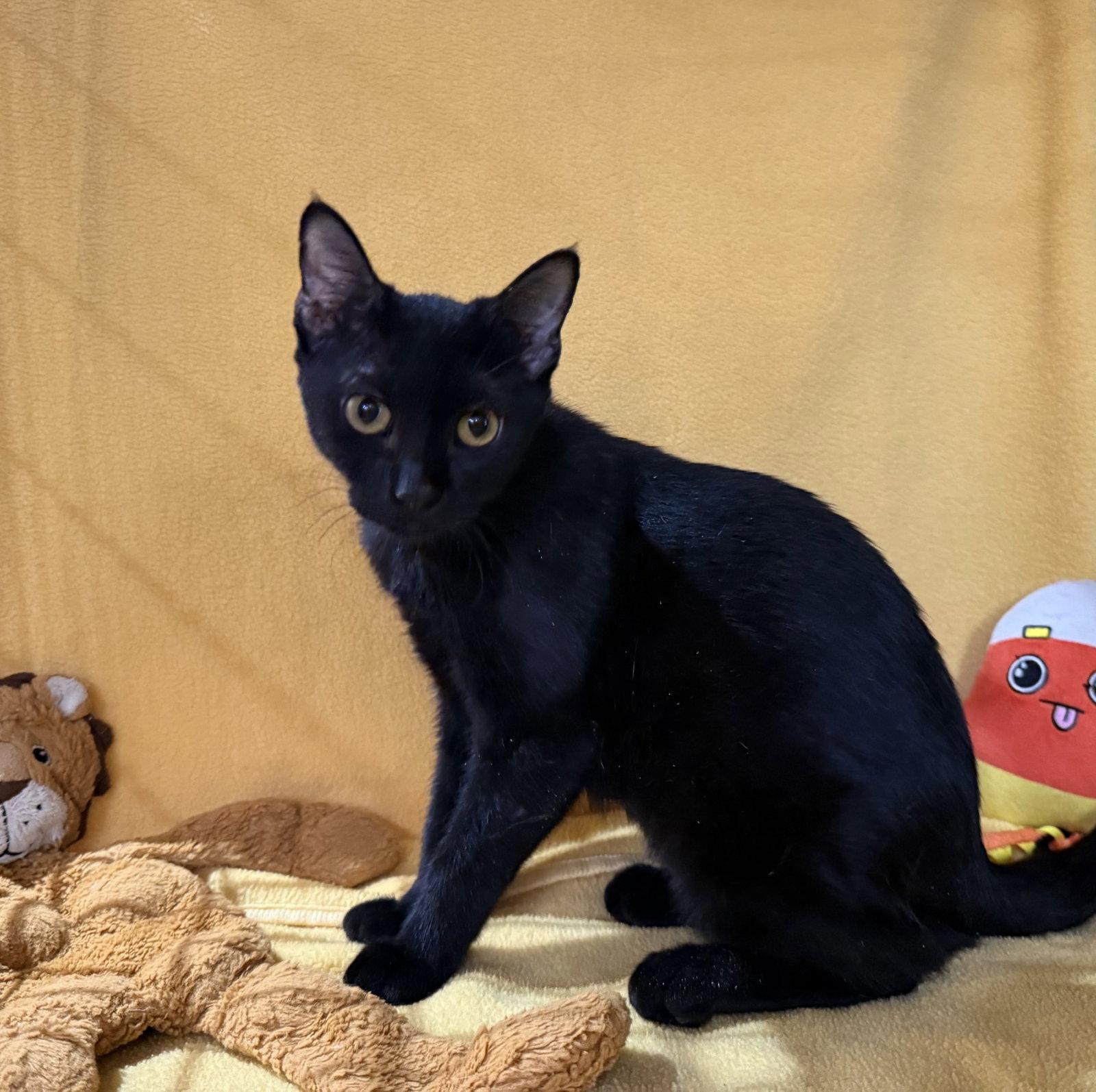 Delores, Adoptable, Kitten Female Domestic Short Hair.
