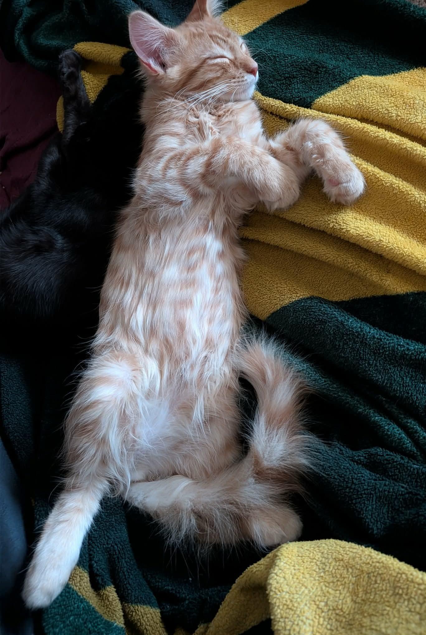 Butterscotch, adopted, Kitten Male Domestic Long Hair.