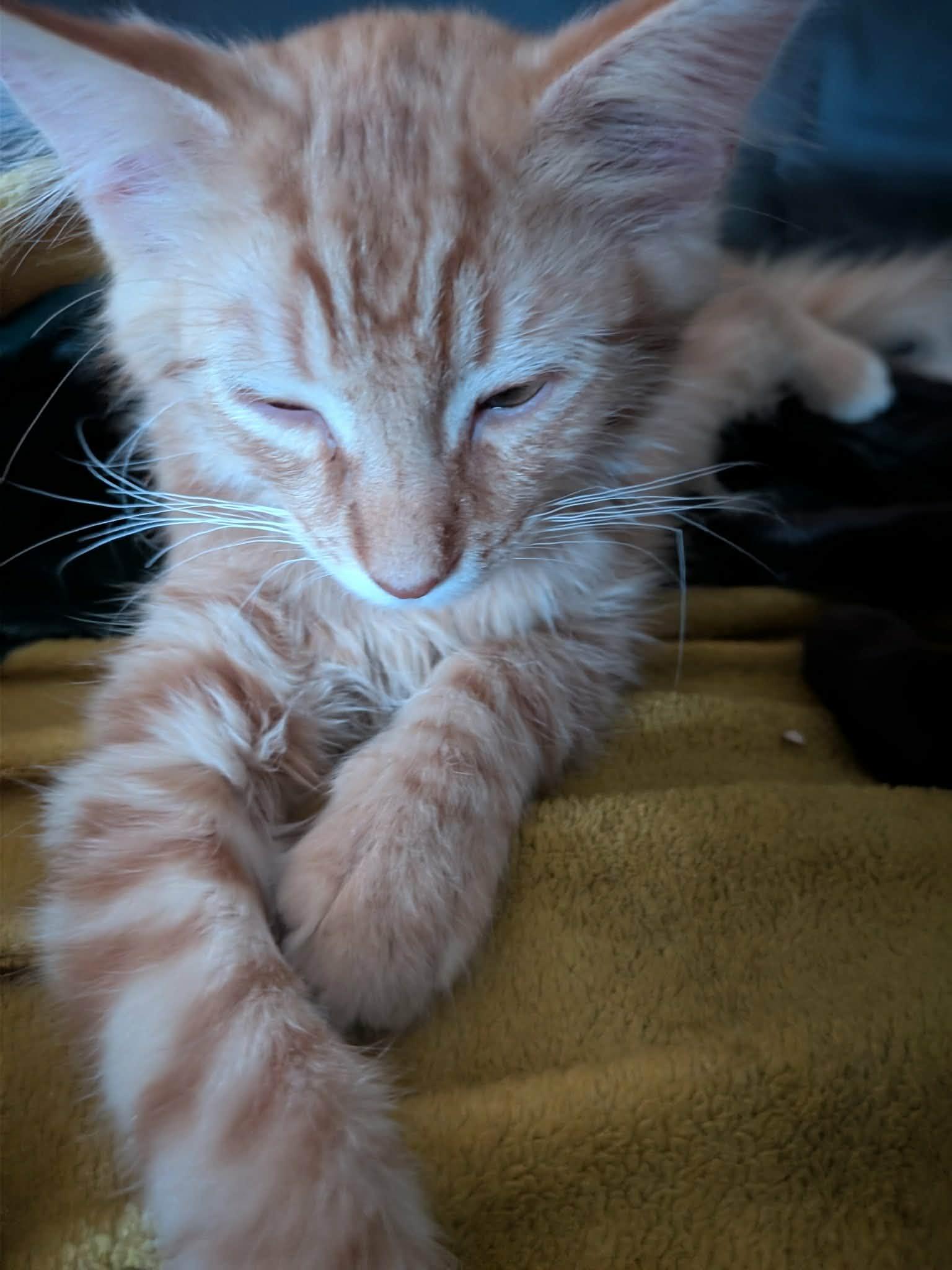 Enlarge Butterscotch, an adopted Domestic Long Hair in Sioux Falls, SD image 2/2