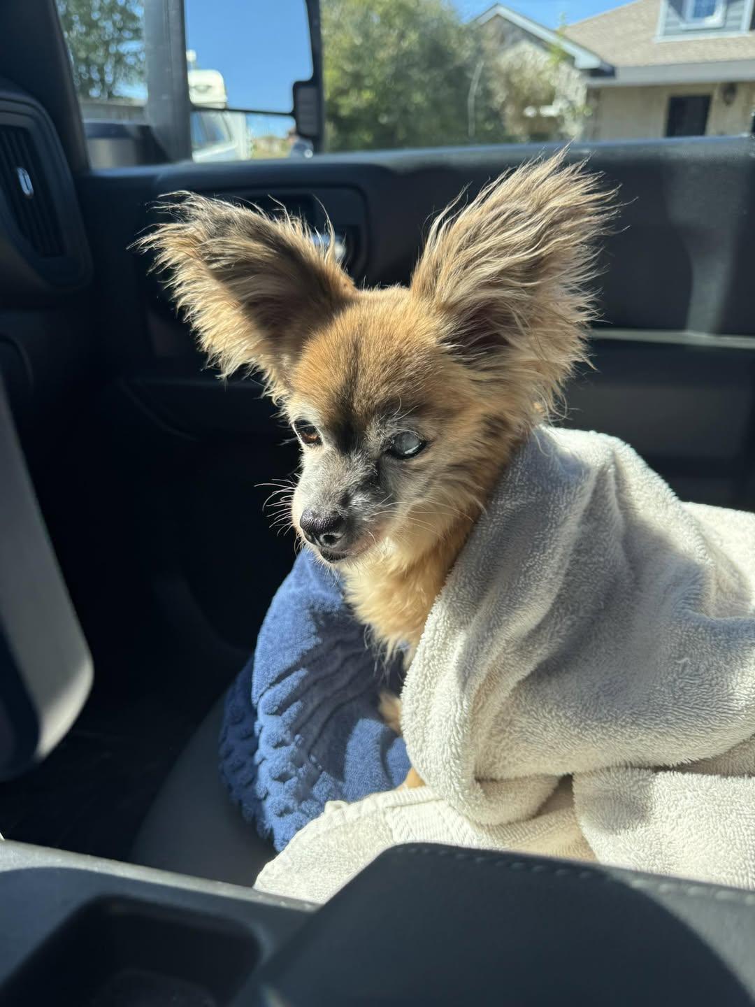 Gracie, Adoptable, Young Female Chihuahua.