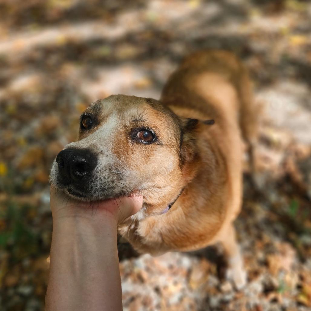 Peaches, a Adoptable Cattle Dog in Springfield, MO image 1/6