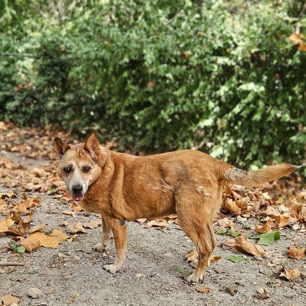 Peaches, a Adoptable Cattle Dog in Springfield, MO image 2/6