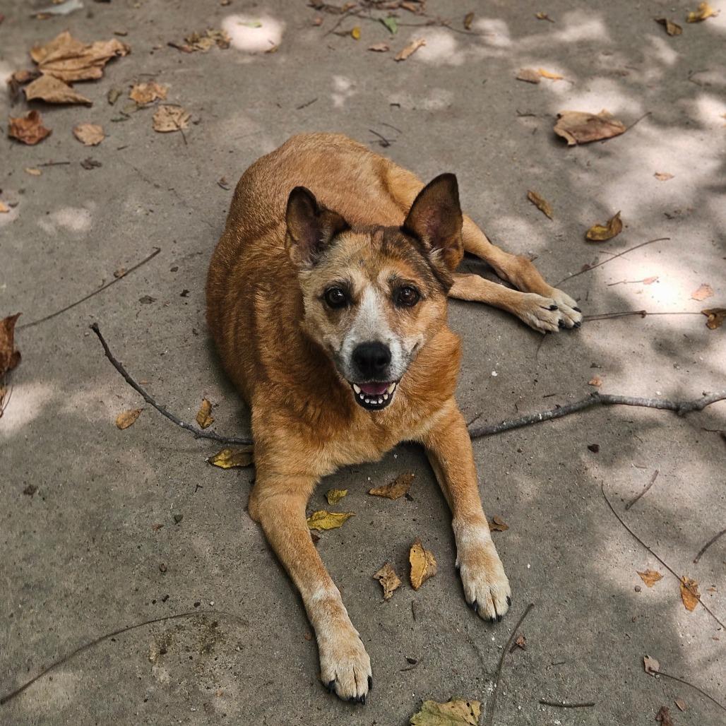 Enlarge Peaches, a Adoptable Cattle Dog in Springfield, MO image 1/6