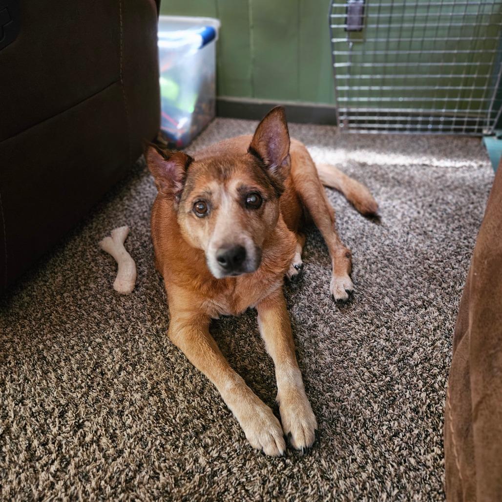 Enlarge Peaches, a Adoptable Cattle Dog in Springfield, MO image 3/6