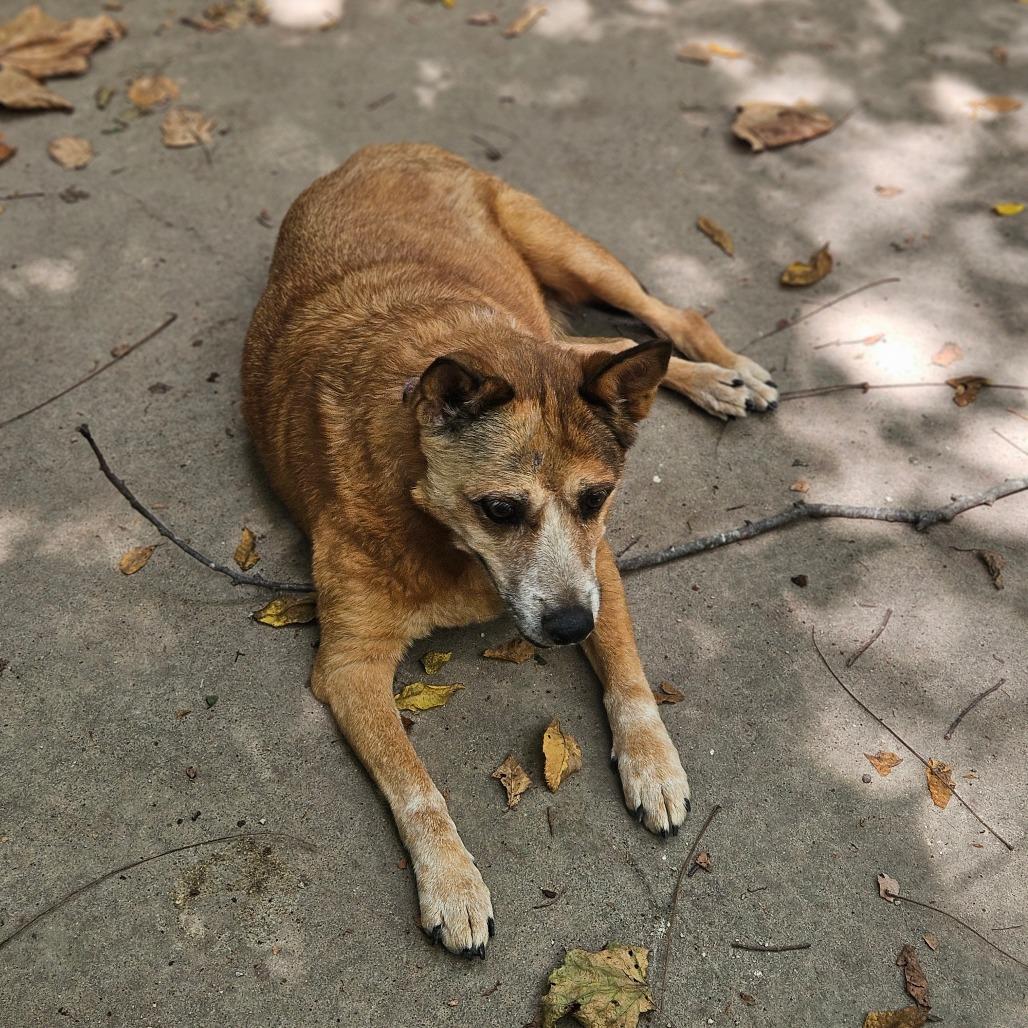 Peaches, a Adoptable Cattle Dog in Springfield, MO image 5/6