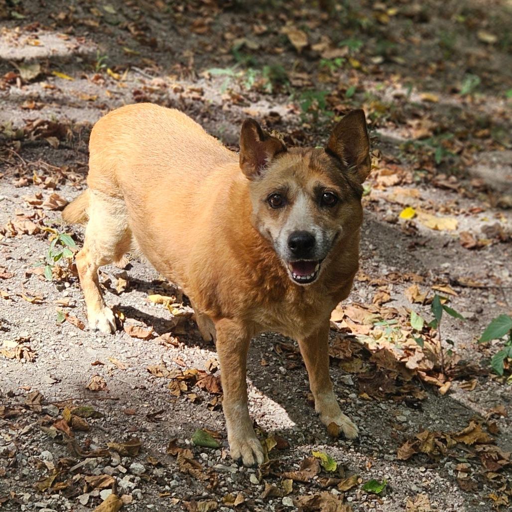 Enlarge Peaches, a Adoptable Cattle Dog in Springfield, MO image 6/6