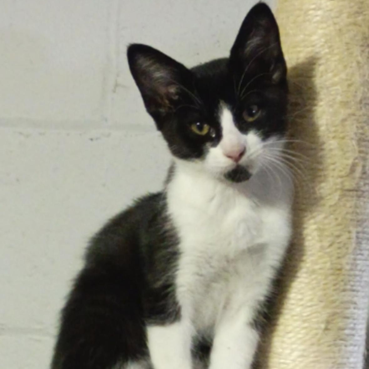 Enlarge Carly, Rossy & Ricky, a ADOPTABLE American Shorthair in Union City, NJ image 4/6
