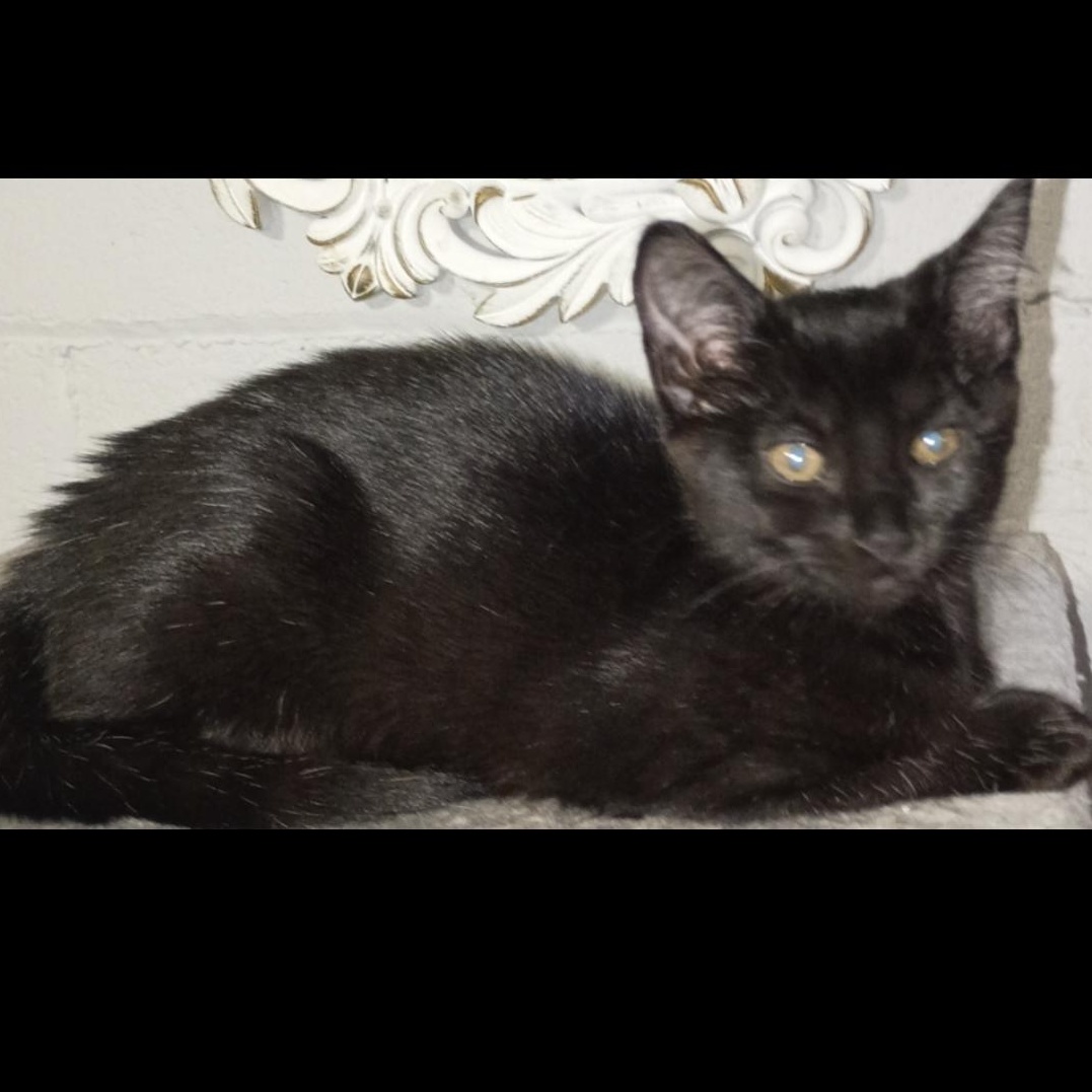 Enlarge Carly, Rossy & Ricky, a ADOPTABLE American Shorthair in Union City, NJ image 5/6