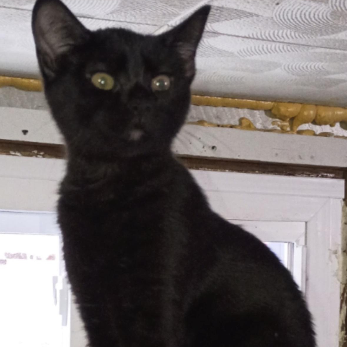 Enlarge Carly, Rossy & Ricky, a ADOPTABLE American Shorthair in Union City, NJ image 3/6