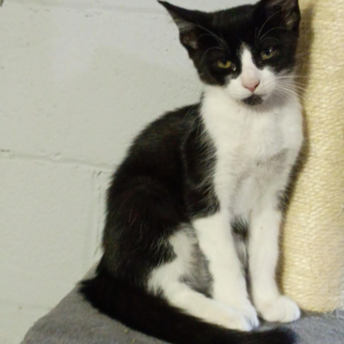 Enlarge Carly, Rossy & Ricky, a ADOPTABLE American Shorthair in Union City, NJ image 6/6