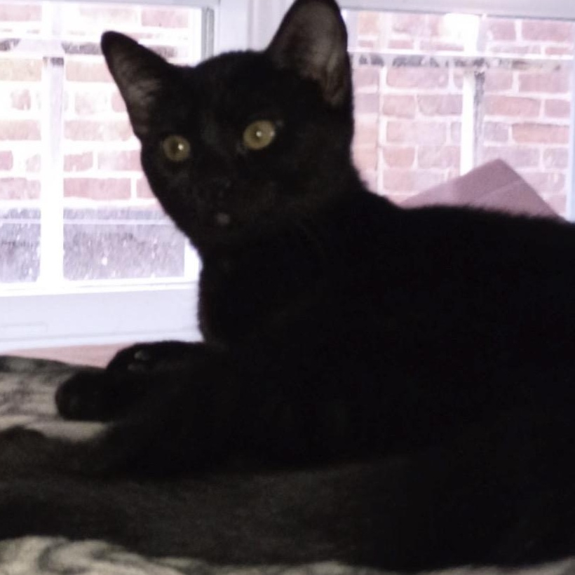 Enlarge Carly, Rossy & Ricky, a ADOPTABLE American Shorthair in Union City, NJ image 2/6