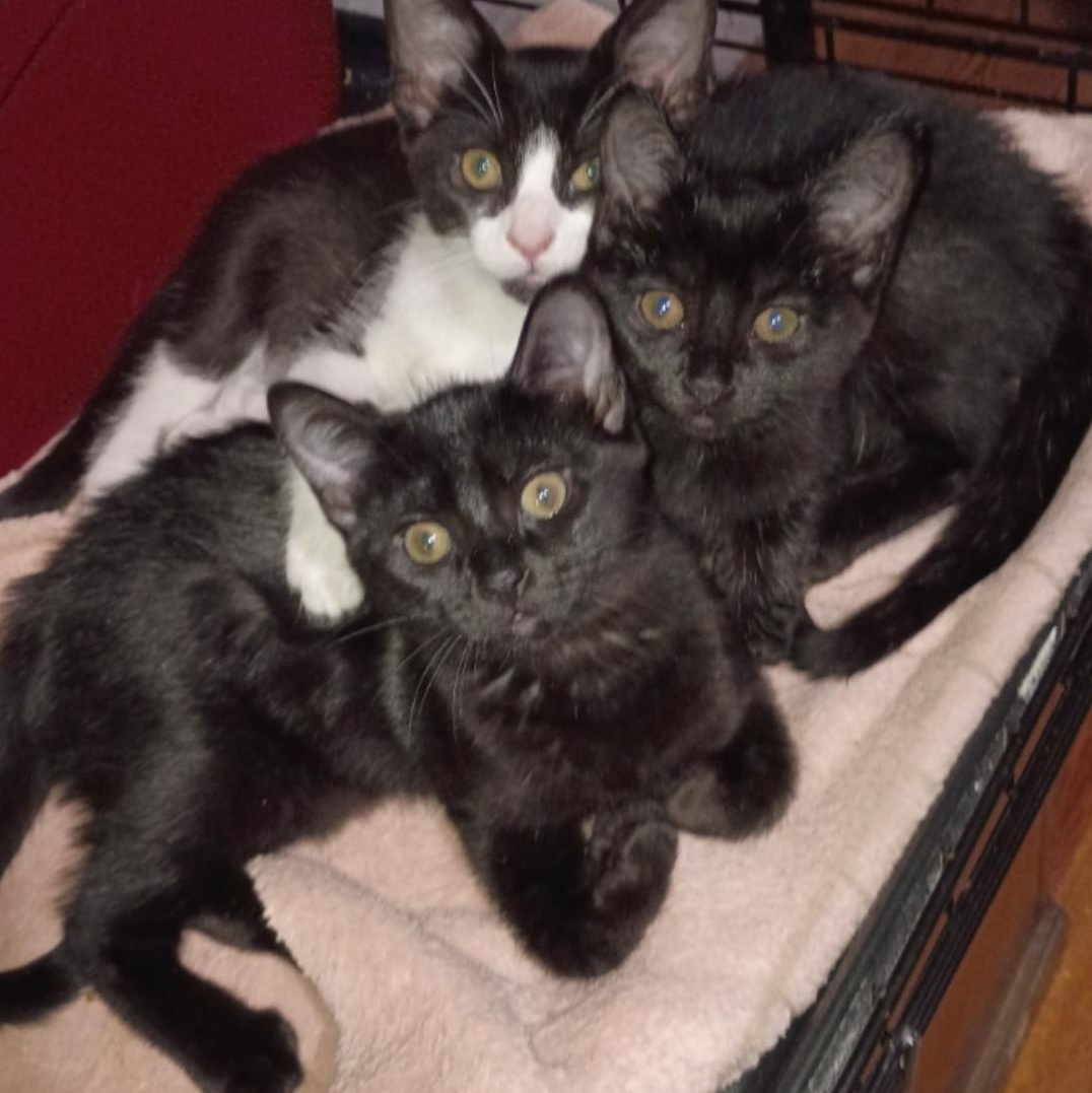 Enlarge Carly, Rossy & Ricky, a ADOPTABLE American Shorthair in Union City, NJ image 1/6