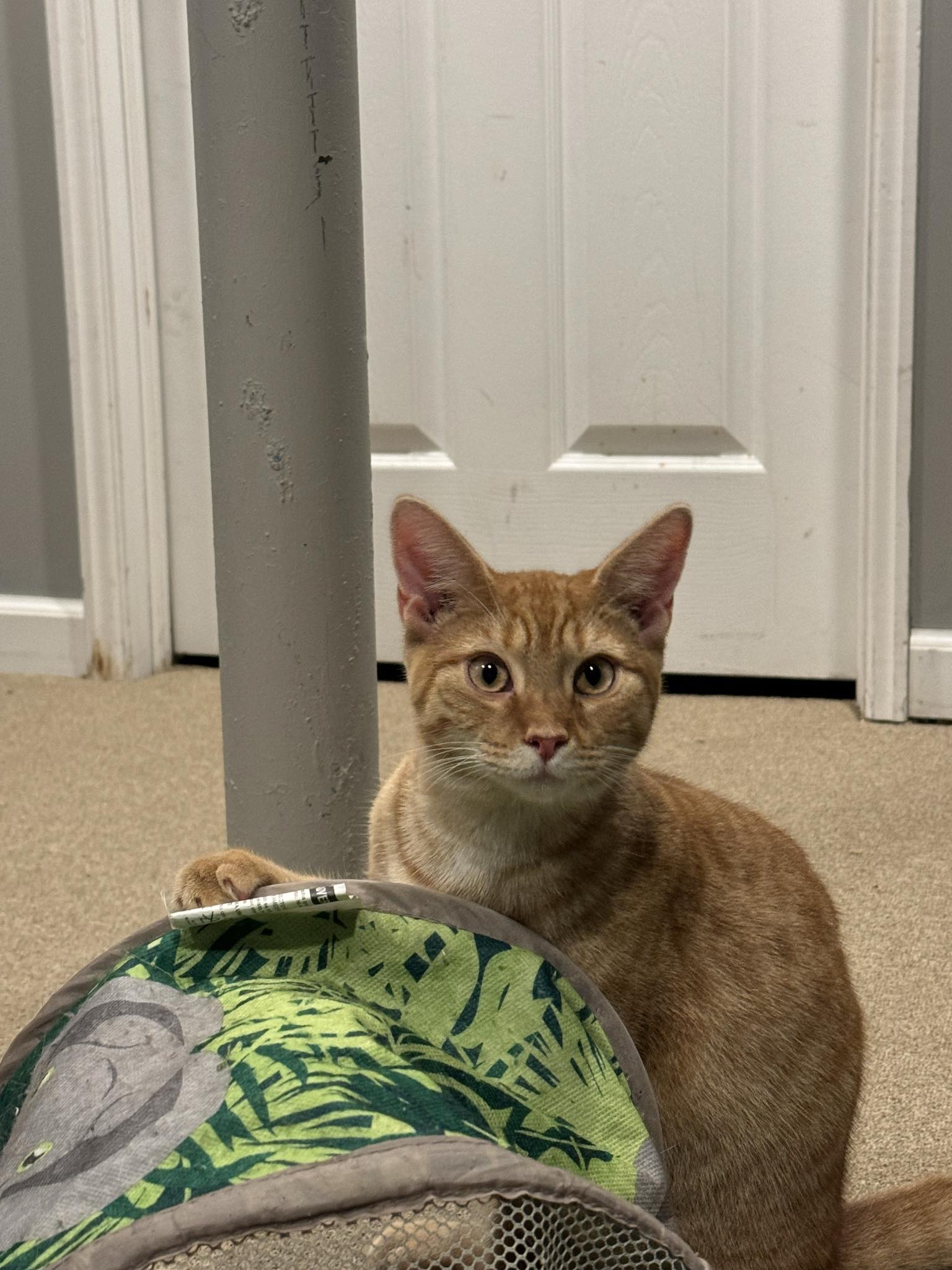 Cat for adoption Stoick, a Domestic Short Hair in Mastic beach, NY