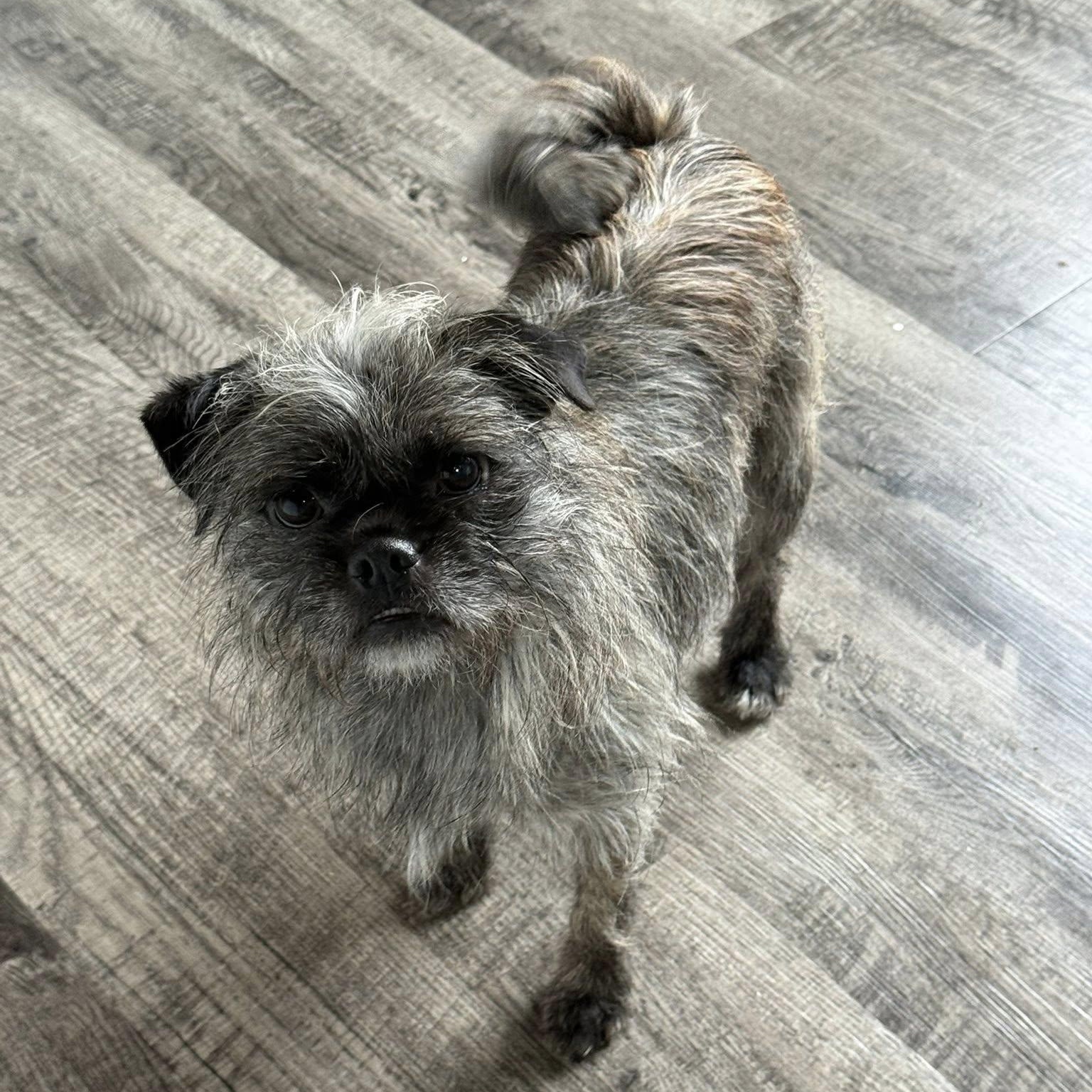 Enlarge Achilles , a ADOPTABLE mixed breed in Alma, MI image 1/1