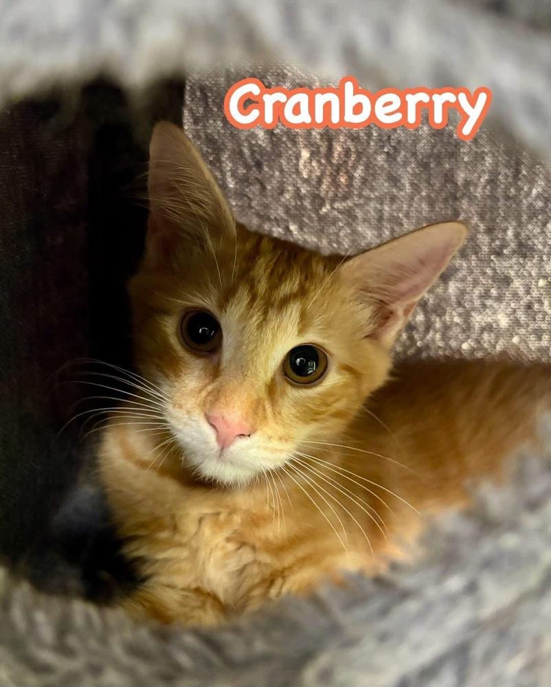Cranberry, Adoptable, Kitten Male Domestic Short Hair.