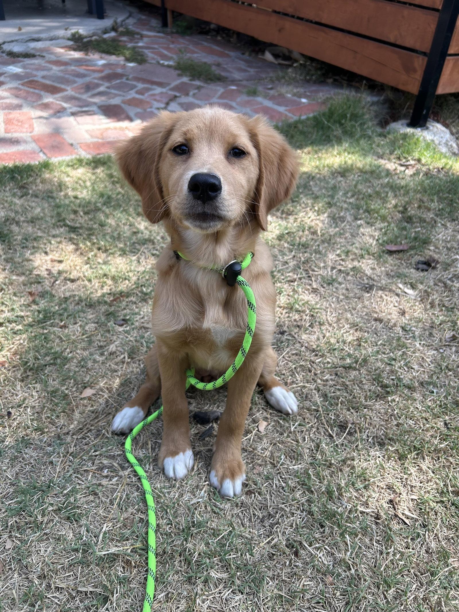 Bagel, Adopted, Puppy Female Golden Retriever.