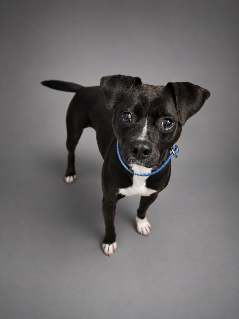 Buggy, Adoptable, Adult Male Terrier.