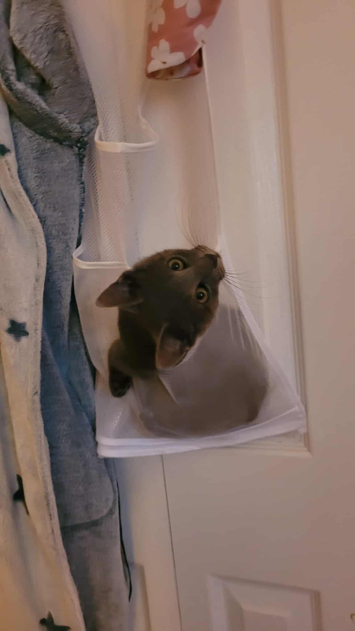 Philip, a Adoptable Domestic Short Hair image 1/3