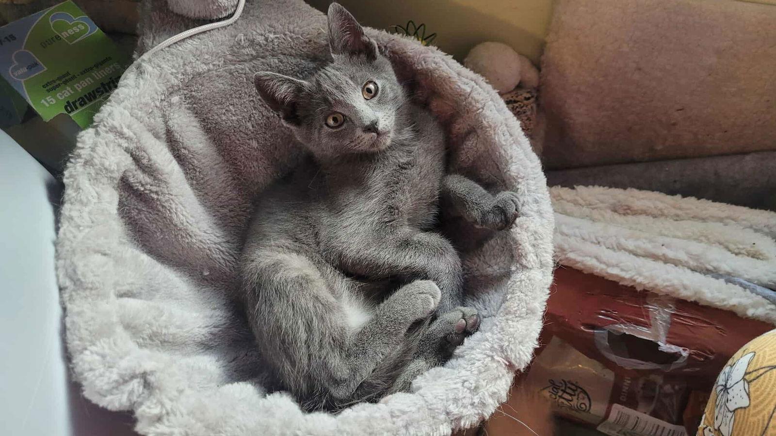 Philip, a Adoptable Domestic Short Hair image 2/3