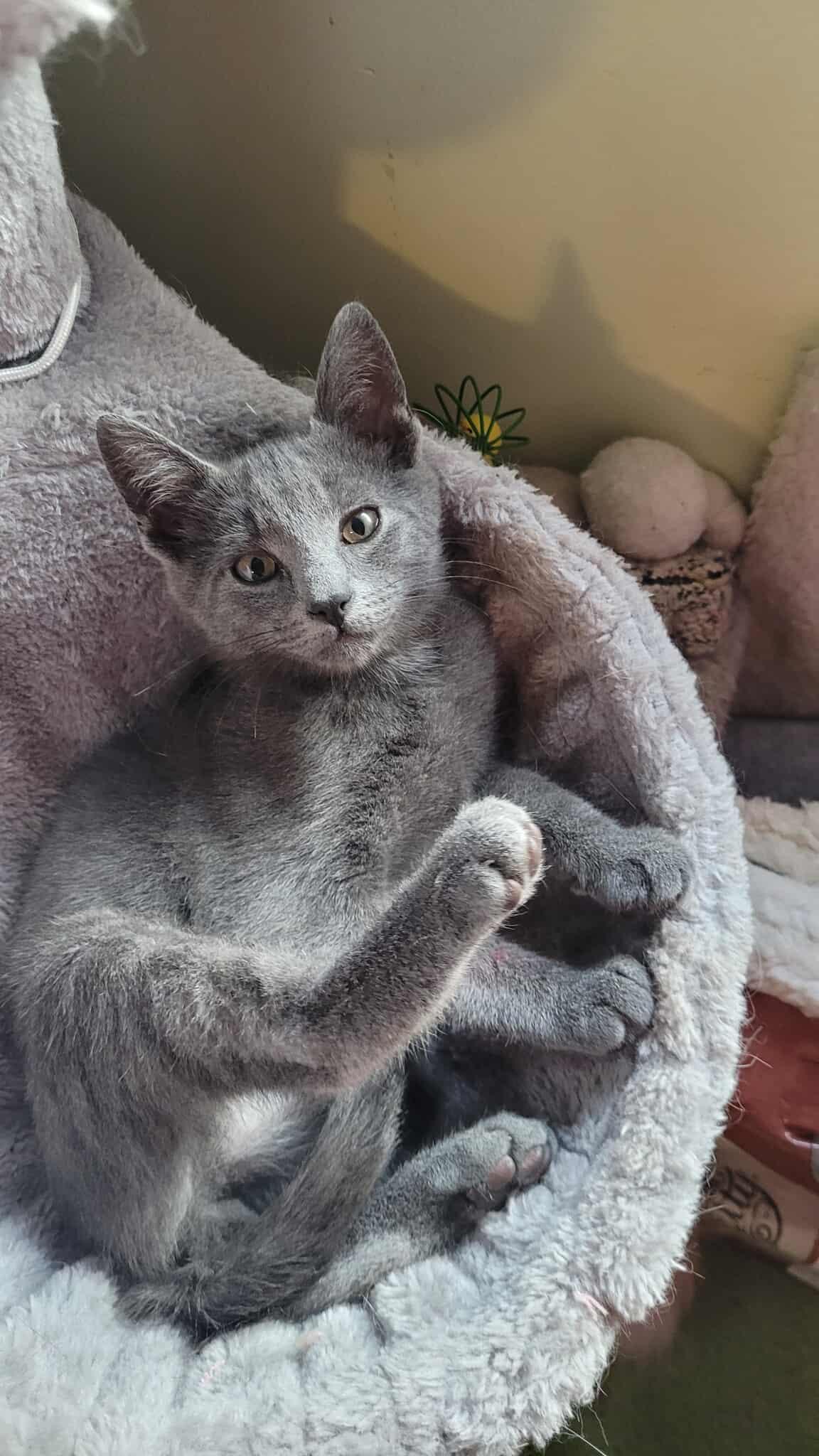 Philip, a Adoptable Domestic Short Hair image 3/3