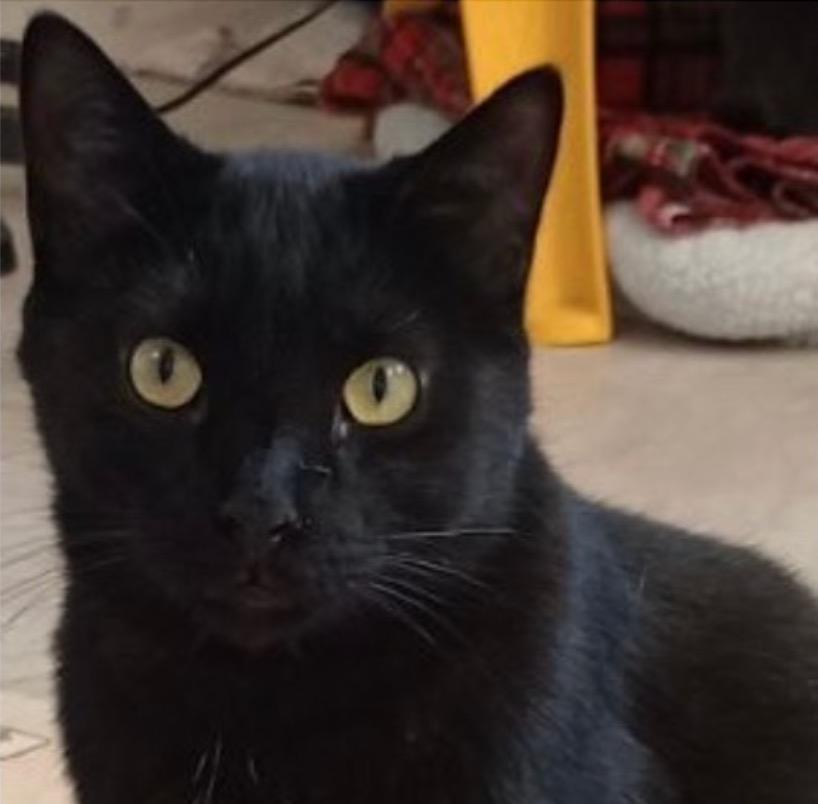 Blackie, Adoptable, Adult Male Domestic Short Hair.