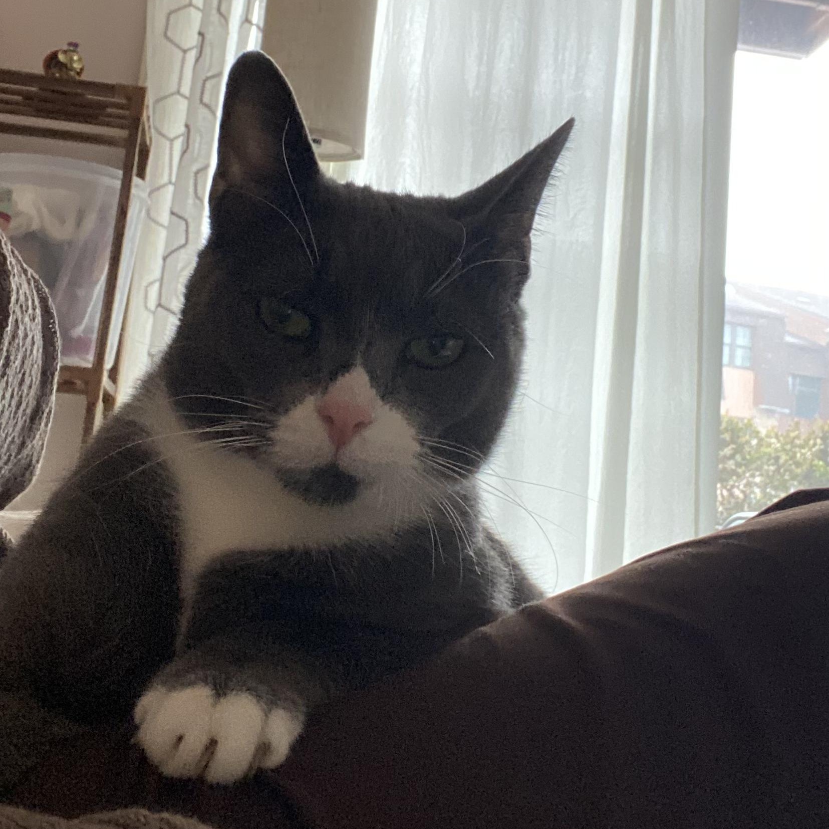 Enlarge Nala, a ADOPTABLE Domestic Short Hair in Woodbridge, NJ image 1/4