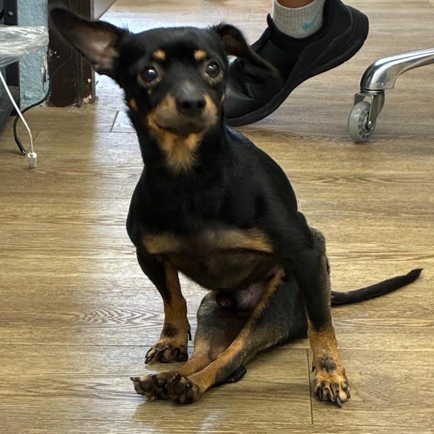 Enlarge Tiger, a Adoptable Dachshund in Austell, GA image 2/2