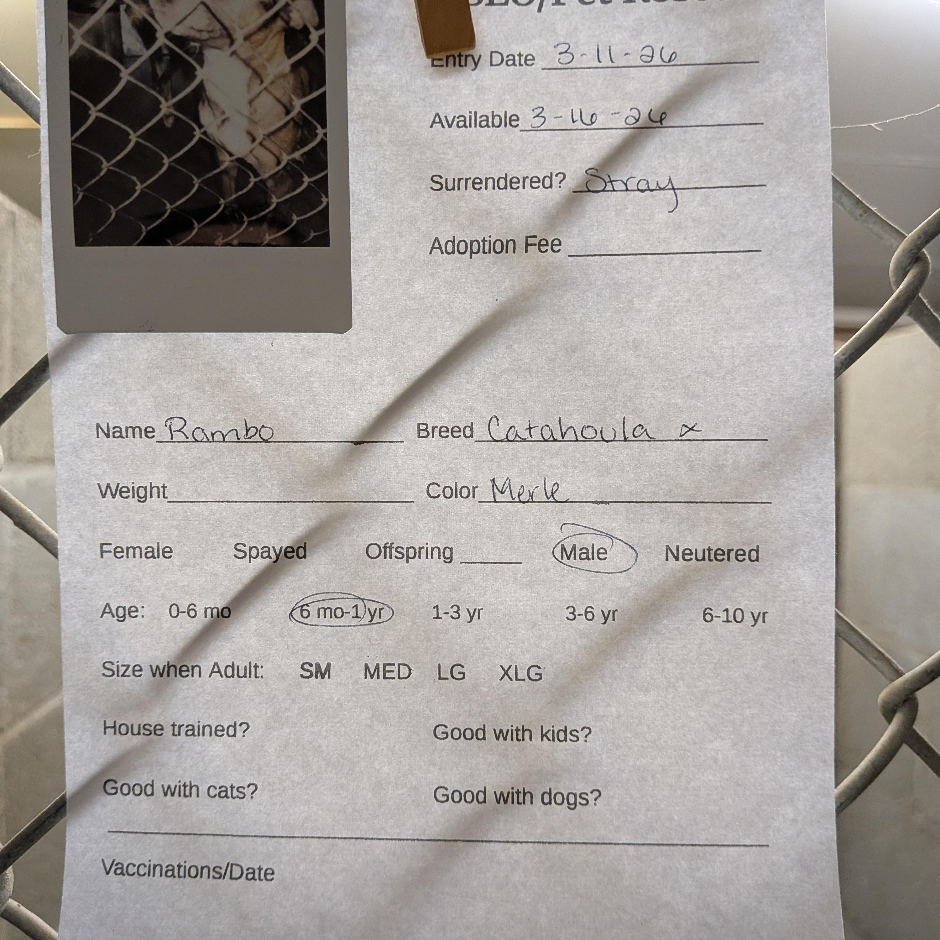 Enlarge Rambo , a ADOPTABLE mixed breed in Hermiston, OR image 2/4