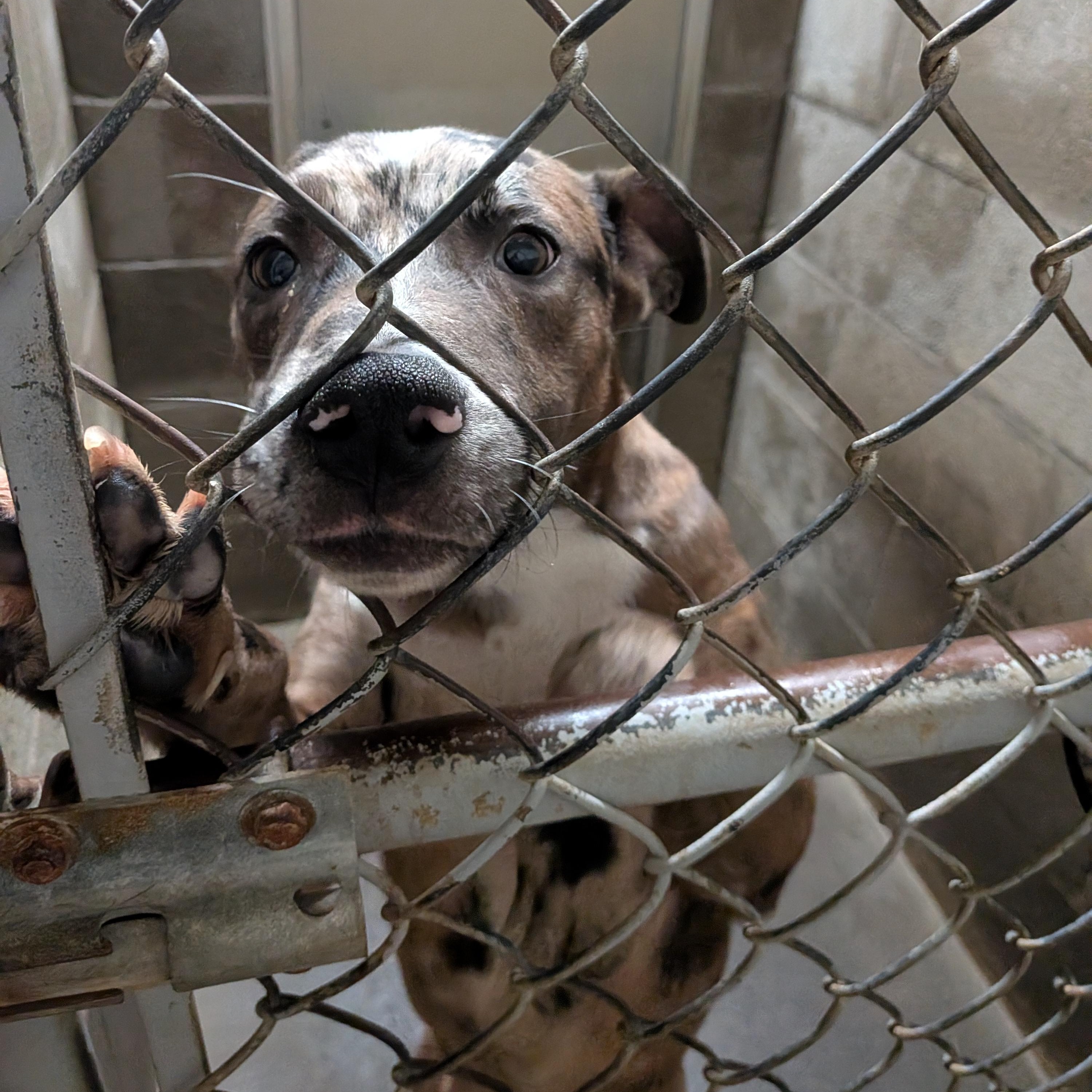 Enlarge Rambo , a ADOPTABLE mixed breed in Hermiston, OR image 3/4