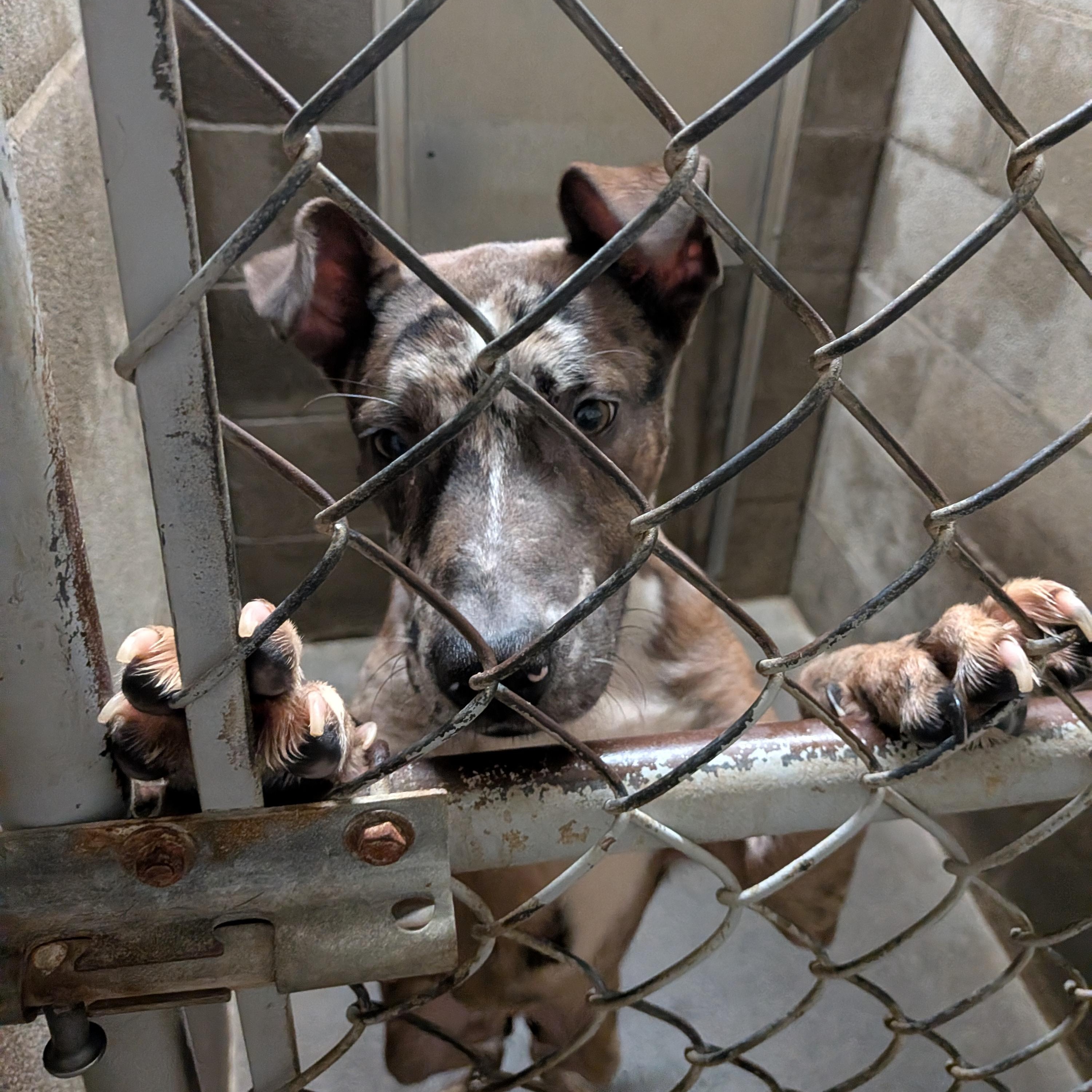 Rambo , ADOPTABLE, Young Male Catahoula Leopard Dog.