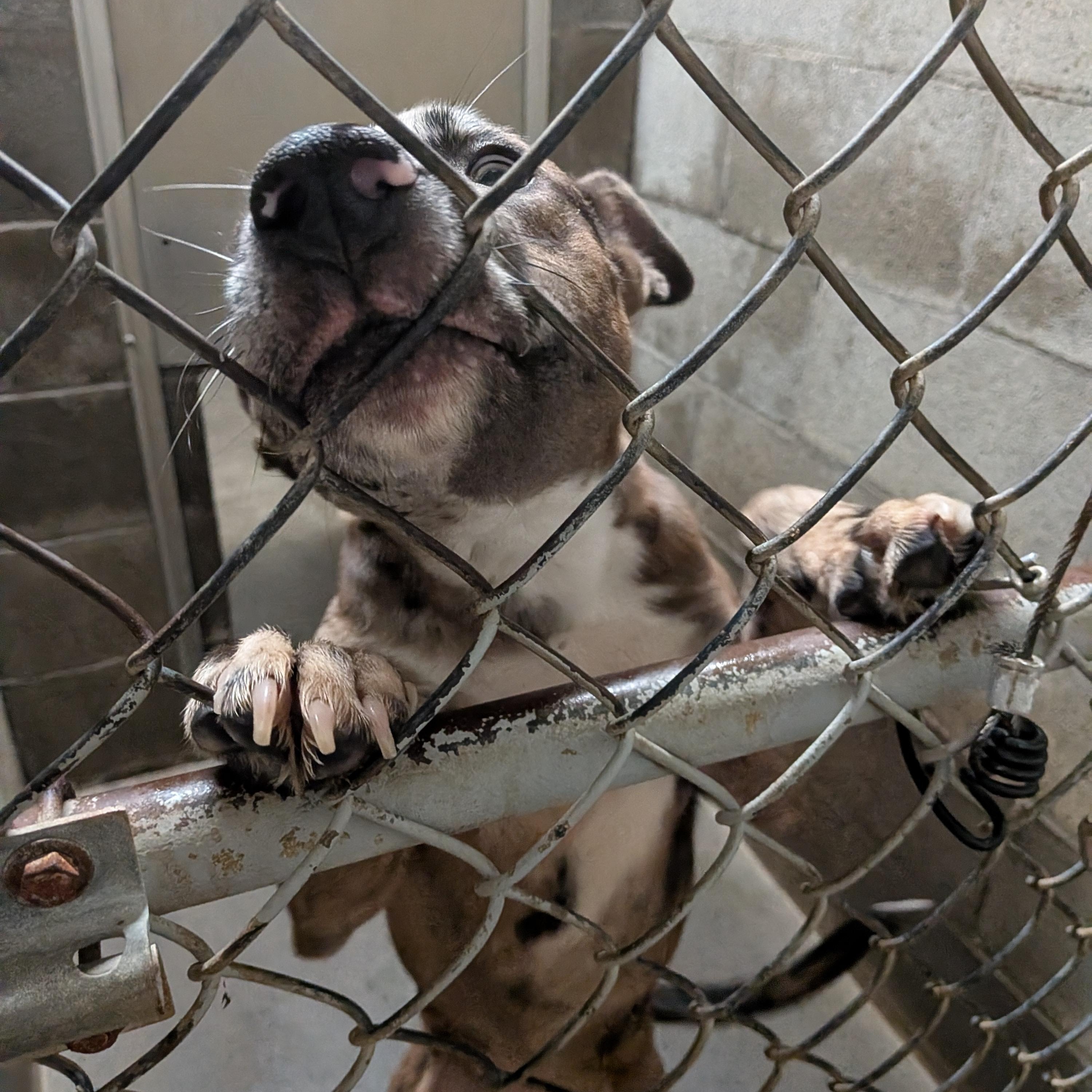 Enlarge Rambo , a ADOPTABLE mixed breed in Hermiston, OR image 4/4