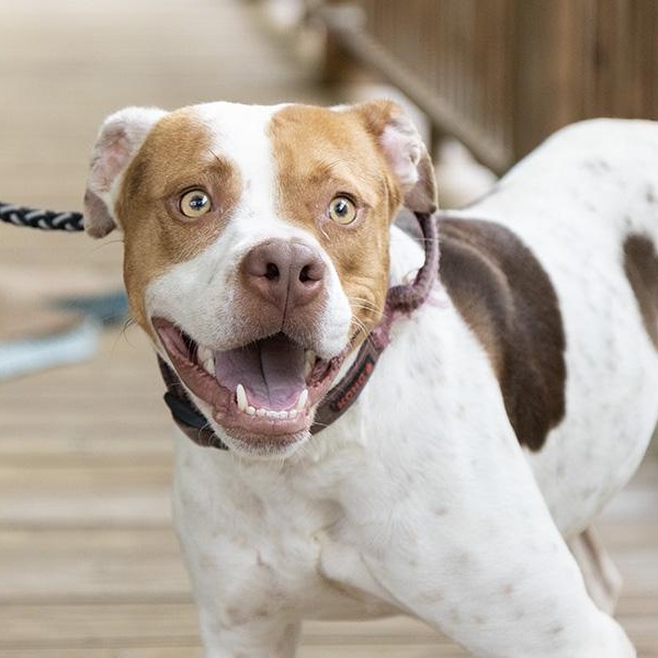 Peony, Adoptable, Adult Female Spaniel.