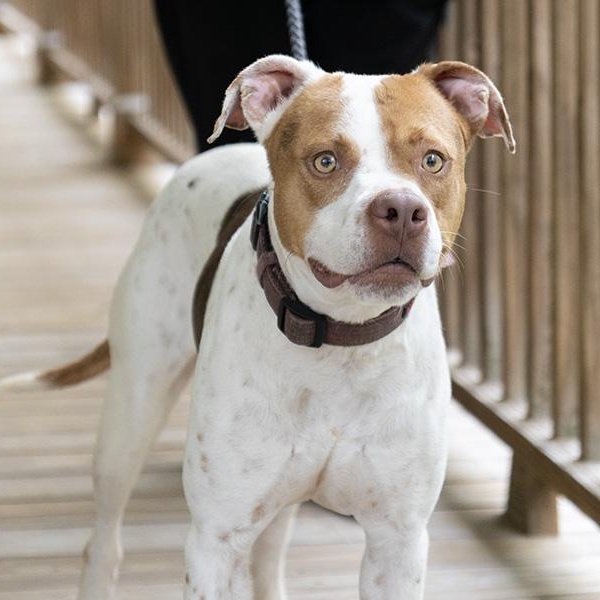 Enlarge Peony, a Adoptable Spaniel in Slidell, LA image 2/4