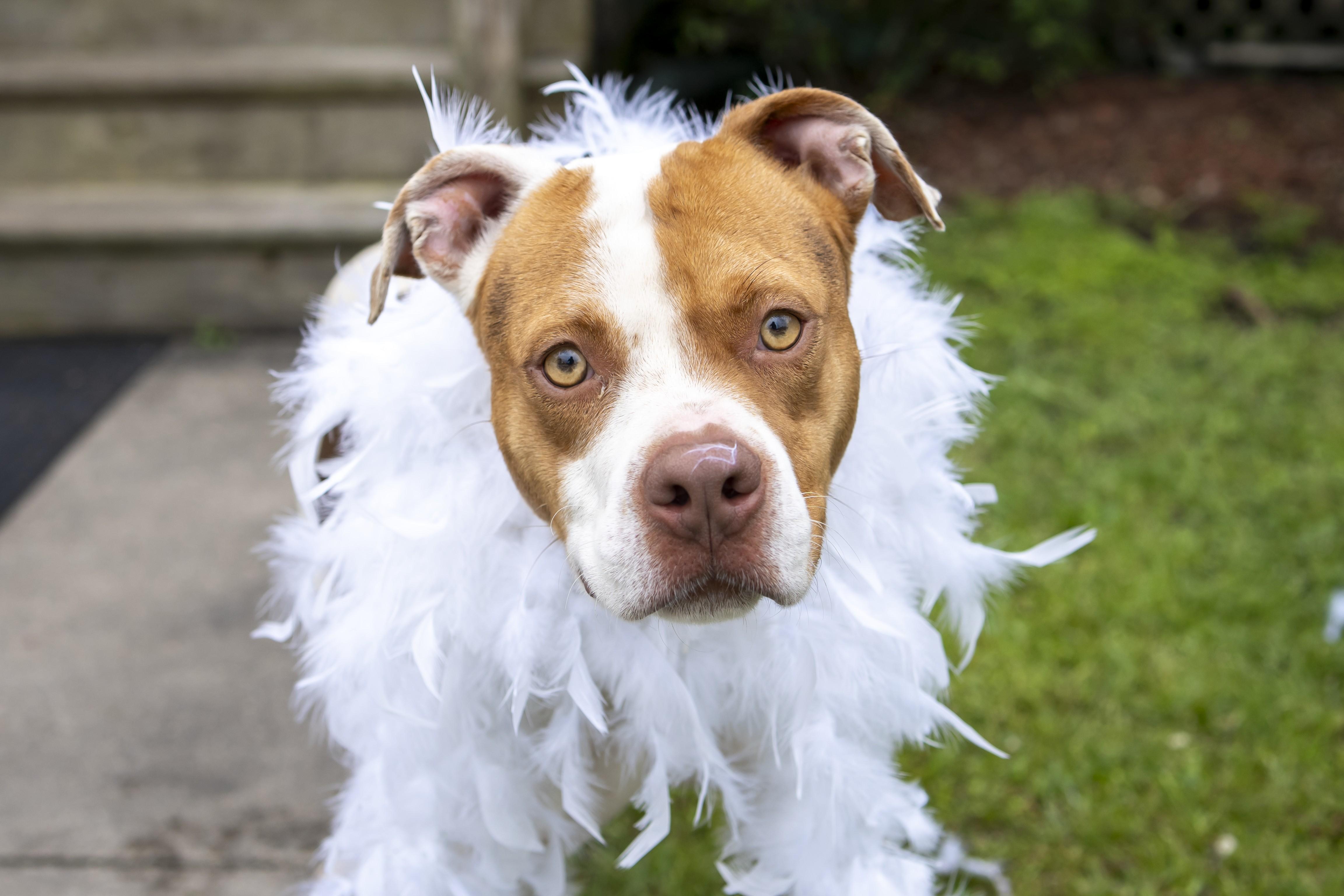 Enlarge Peony, a Adoptable Spaniel in Slidell, LA image 3/4