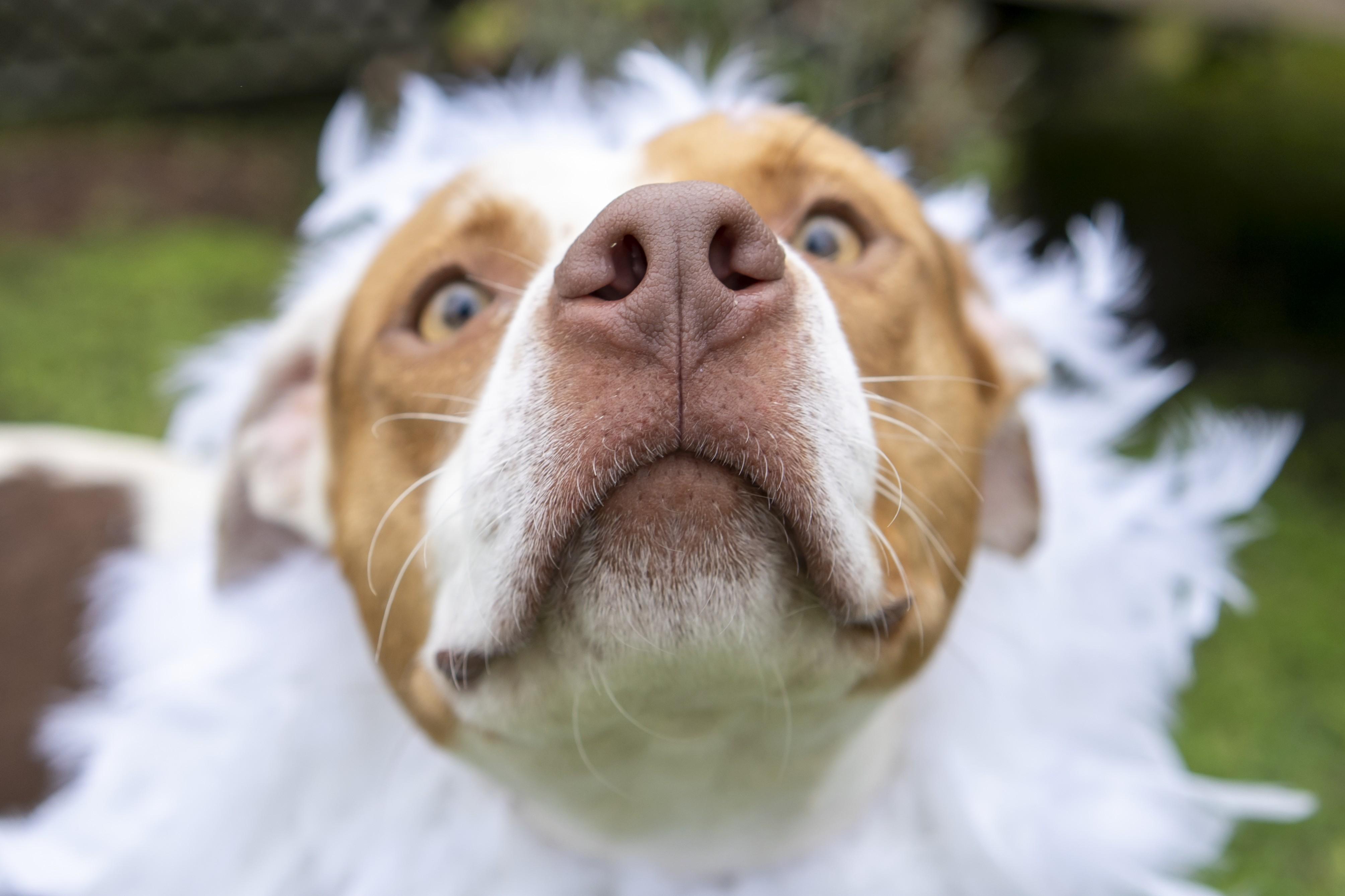 Enlarge Peony, a Adoptable Spaniel in Slidell, LA image 4/4
