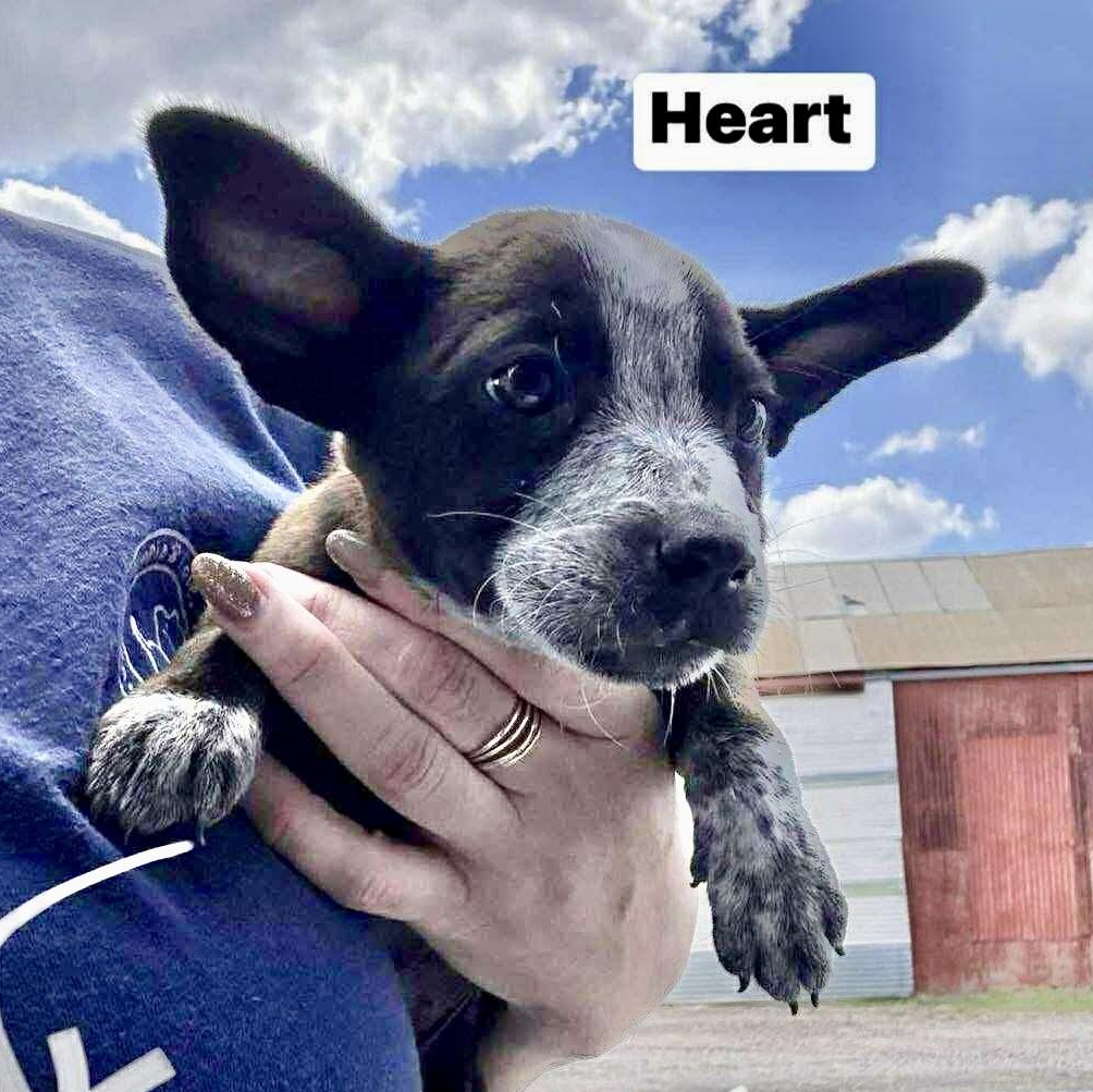 Heart, an adoptable Cattle Dog, Australian Cattle Dog / Blue Heeler in Green River, UT, 84525 | Photo Image 2