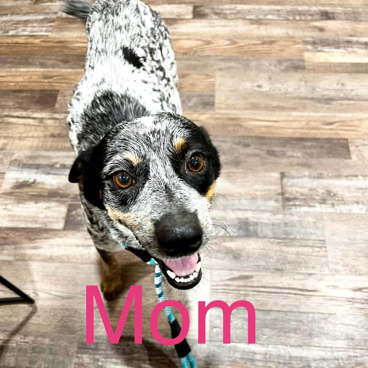Heart, an adoptable Cattle Dog, Australian Cattle Dog / Blue Heeler in Green River, UT, 84525 | Photo Image 6