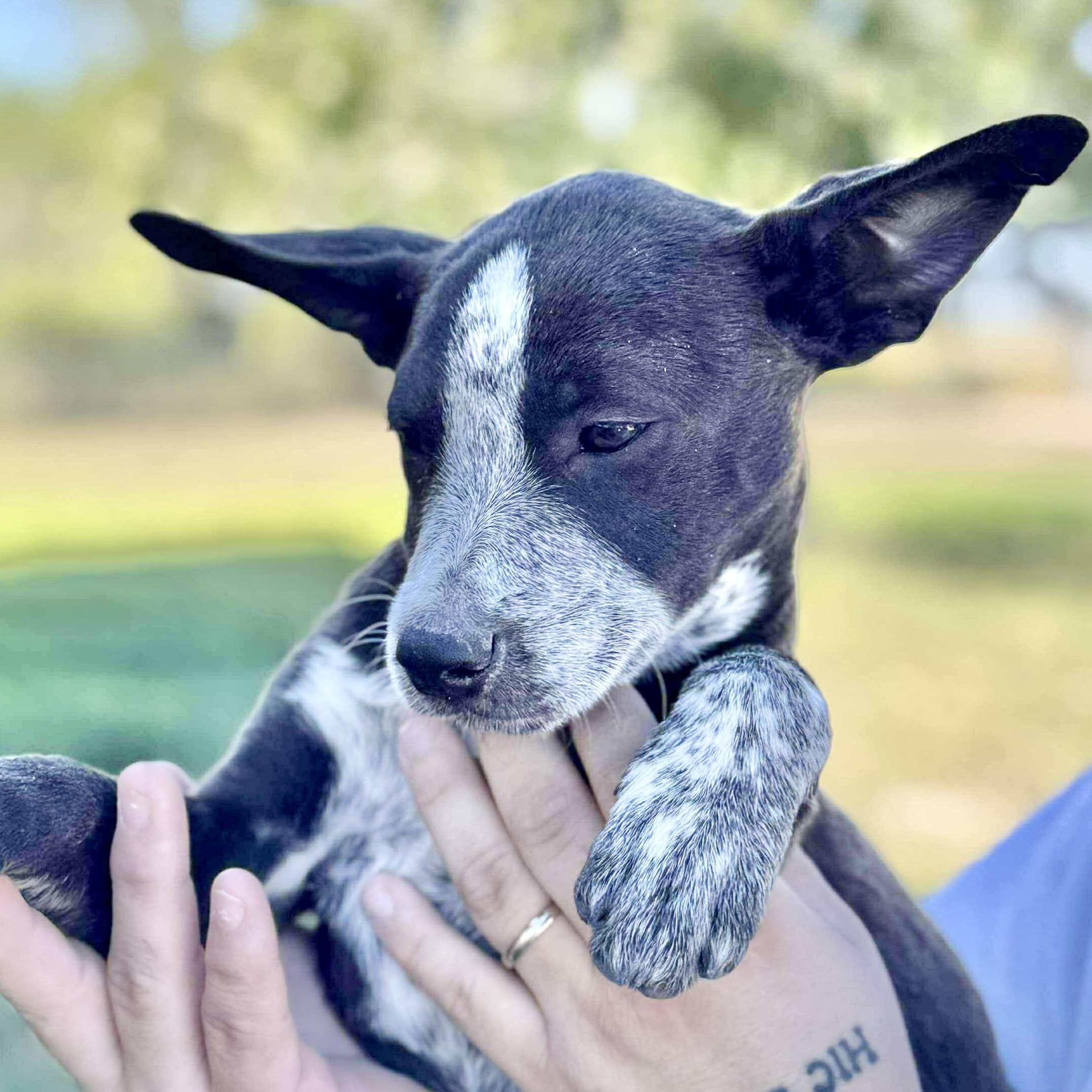 Heart, an adoptable Cattle Dog, Australian Cattle Dog / Blue Heeler in Green River, UT, 84525 | Photo Image 1